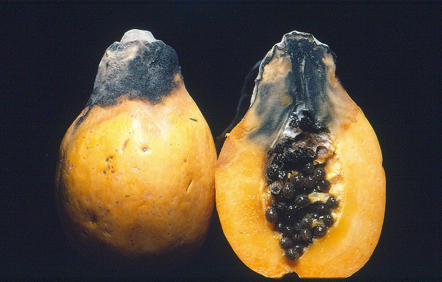 ব্লাক ফাংগাস (Black fungus/ Mucor Mycosis)